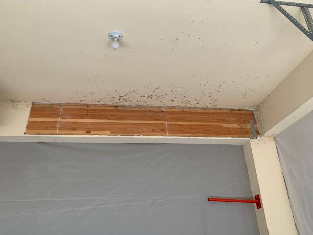 Cookson, OK Mold Inspection, Removal & Remediation Company